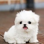 Померанский шпиц: особенности породы