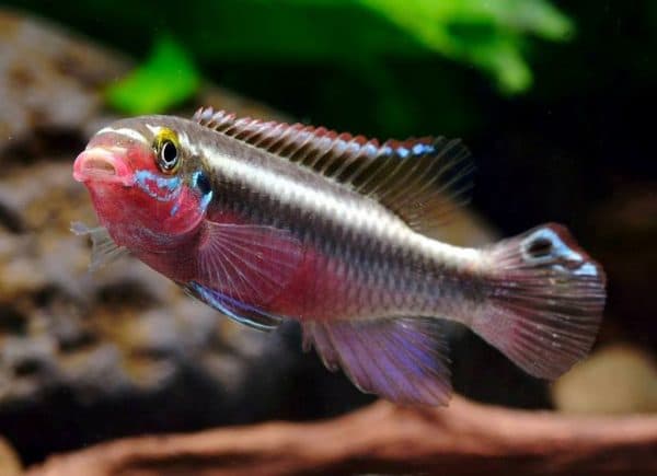 Пельвикахромис пульхер размножение