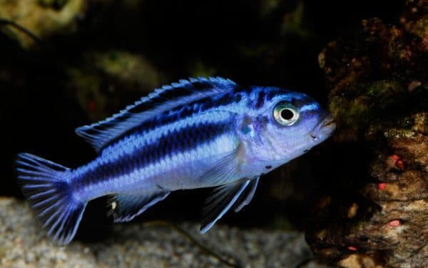 Меланохромис майнгано читайте статью