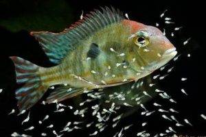 Рыбки северумы размножение