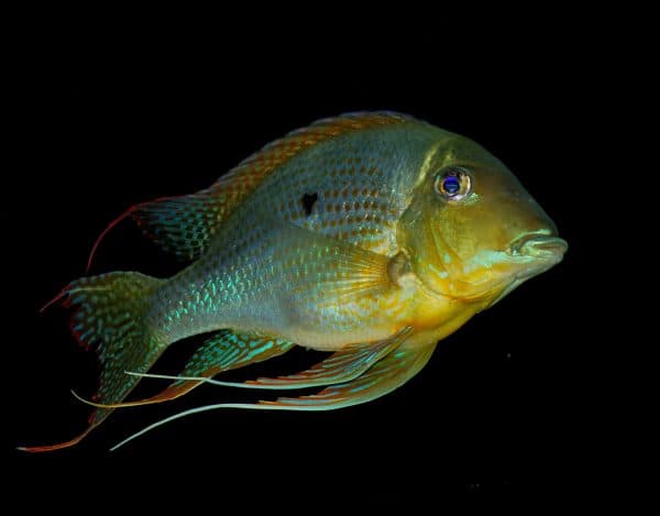 Геофагусы читайте статью