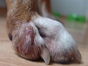 лечение пододерматита