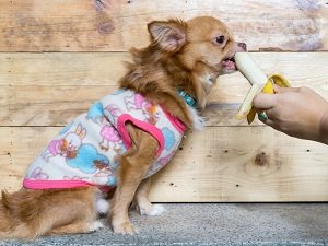 чем можно кормить чихуахуа