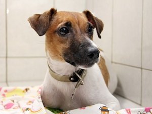 стоимость стерилизации собаки