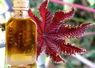 Как принимать касторку и коньяк от глистов?