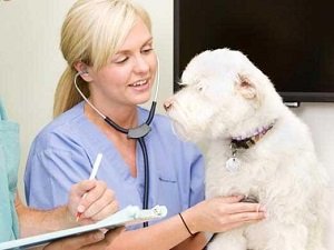 признаки сердечной недостаточности у собак