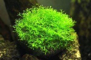 Плавающая риччия