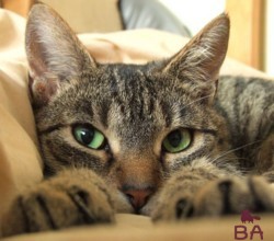 Jepilepsija-u-koshek