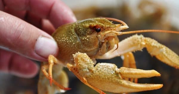 Чем питаются речные раки