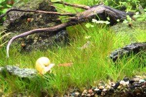 Элеохарис парвуа в аквариуме