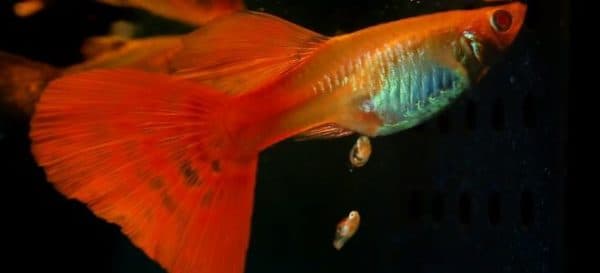 Рыбки гуппи размножение