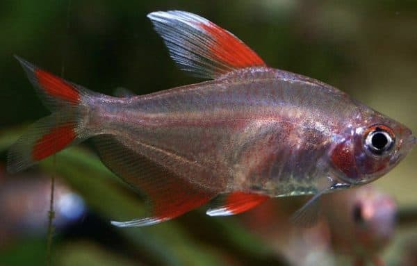 Орнатус белоплавничный