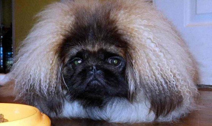 характер пекинесов