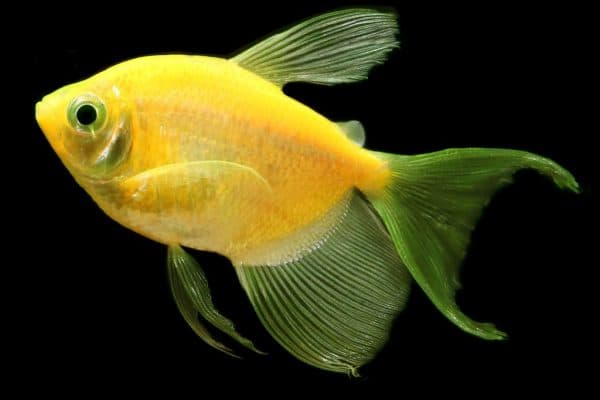 Тернеция желтая