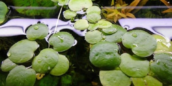 Лимнобиум губчатый