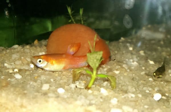 Рыбка лежит на дне причины