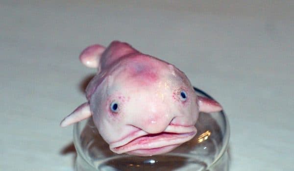 Рыба-капля читайте статью