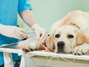 инсульт у собаки симптомы первые признаки