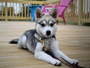 аляскинский кли кай