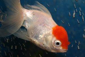 Красная шапочка кормление