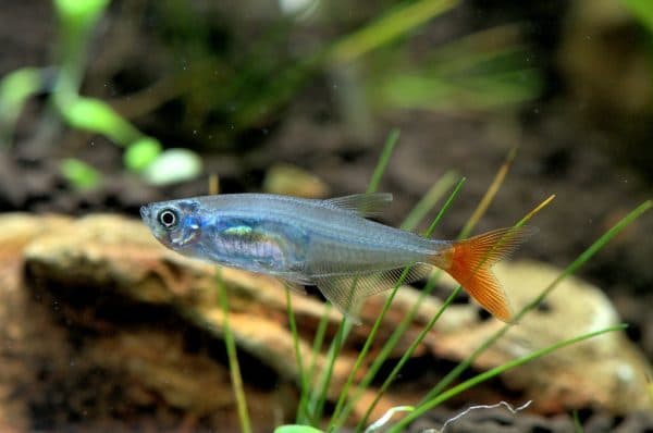 Стеклянная тетра описание рыбки