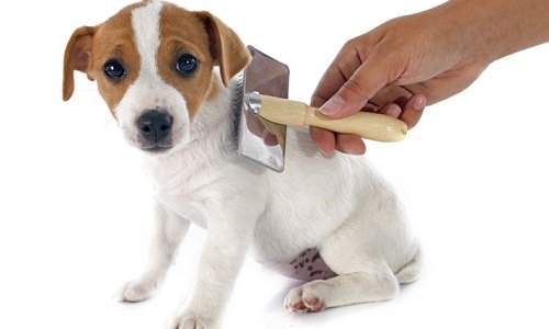 джек рассел терьер фото щенки