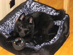 шипперке цена