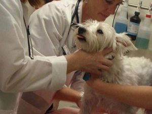 корм для собак при мочекаменной болезни