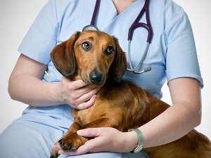 синдром кушинга у собак диагностика