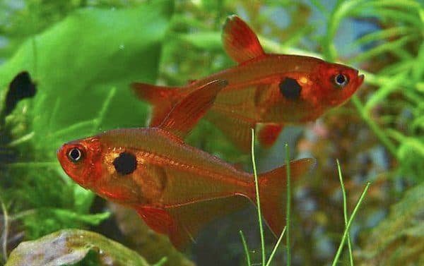 Орнатус в аквариуме