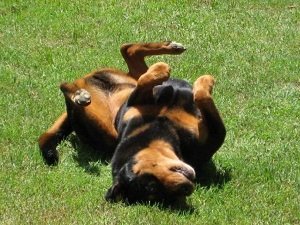 приступы эпилепсии у собак