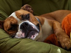 инсульт у собаки симптомы