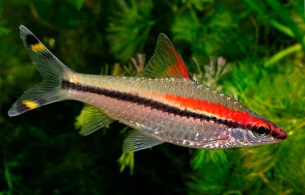 Барбус денисони описание