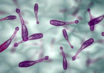 Эхинококки