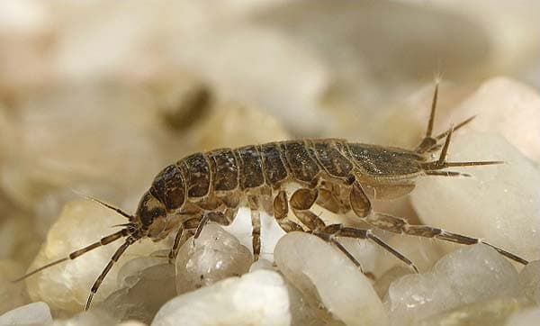 Водяной ослик описание