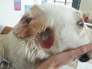 чем лечить экзему у собаки