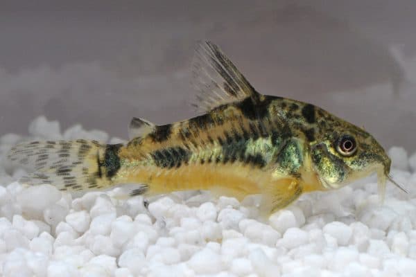 Крапчатый сомик описание