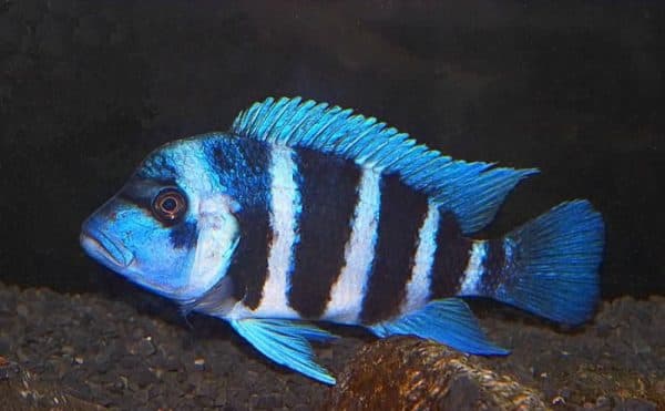 Фронтоза Blue Zaire Kapampa