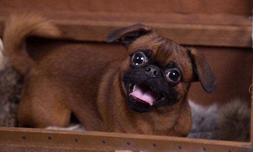 пти брабансон описание породы фото