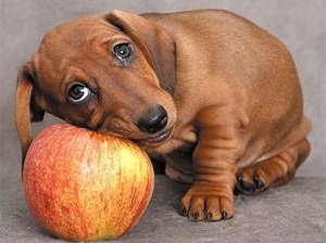 чем кормить таксу