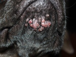 бородавки у собак на теле