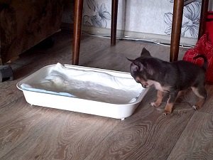 как отучить собаку гадить в квартире