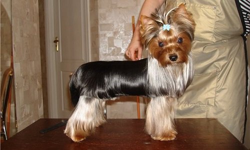 как правильно подстричь йорка