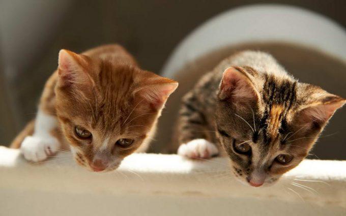 плюсы и минусы проживания двух кошек на одной территории