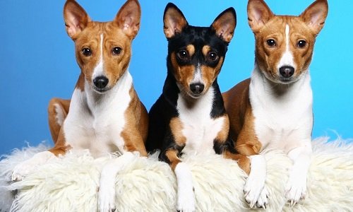 порода собак басенджи