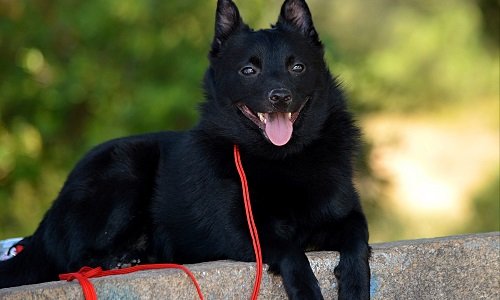 шипперке собака