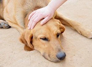 питание собаки при болезни печени
