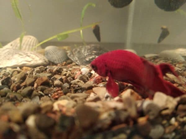 Рыбка лежит на дне причины и что делать