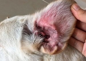 болезни ушей у собак