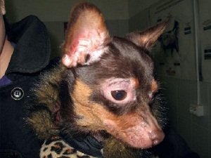 как выглядит подкожный клещ у собак